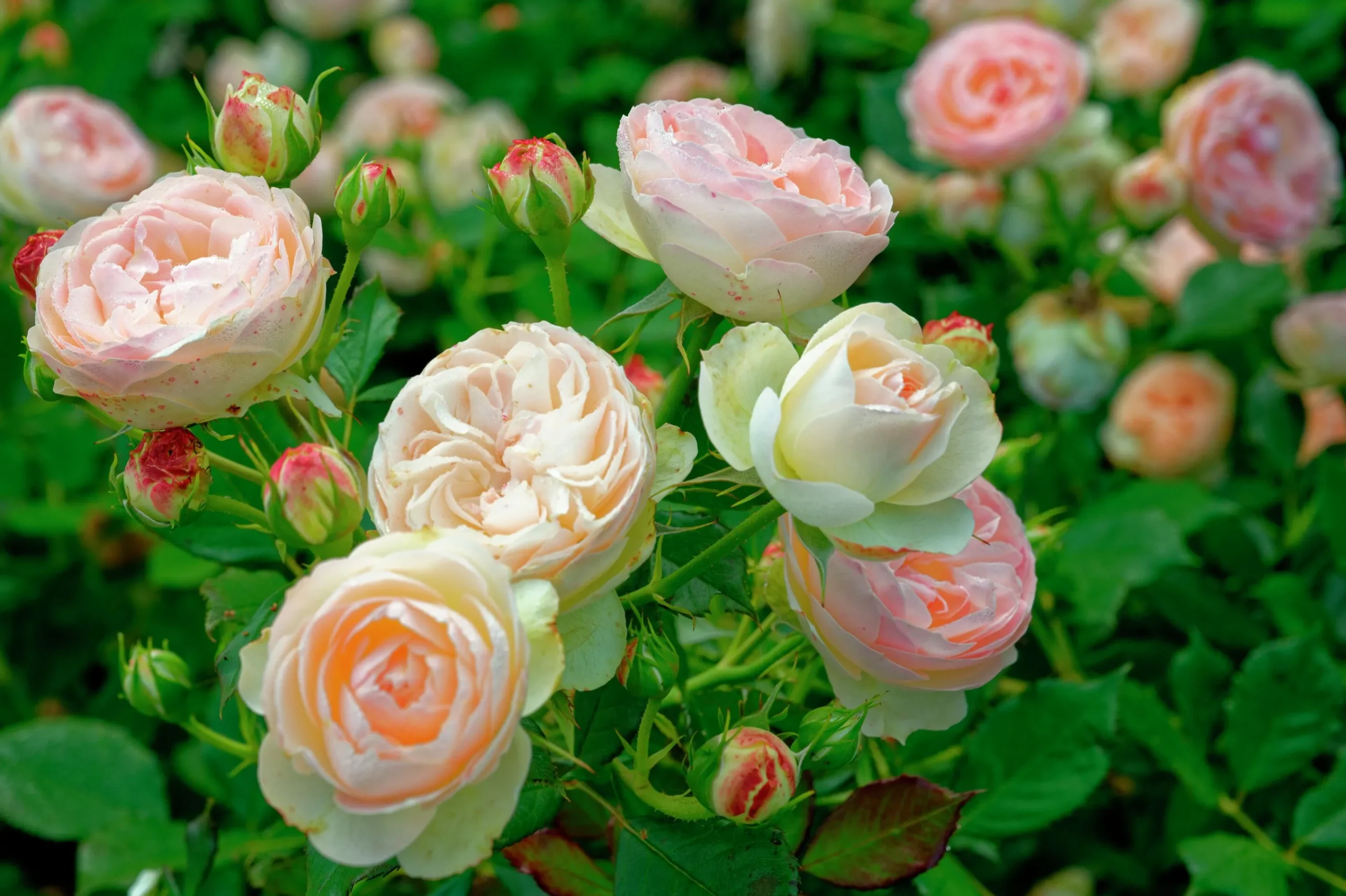 Rabattros 'Pastella' 'Tan98130' Barrotad>Omnia garden Online