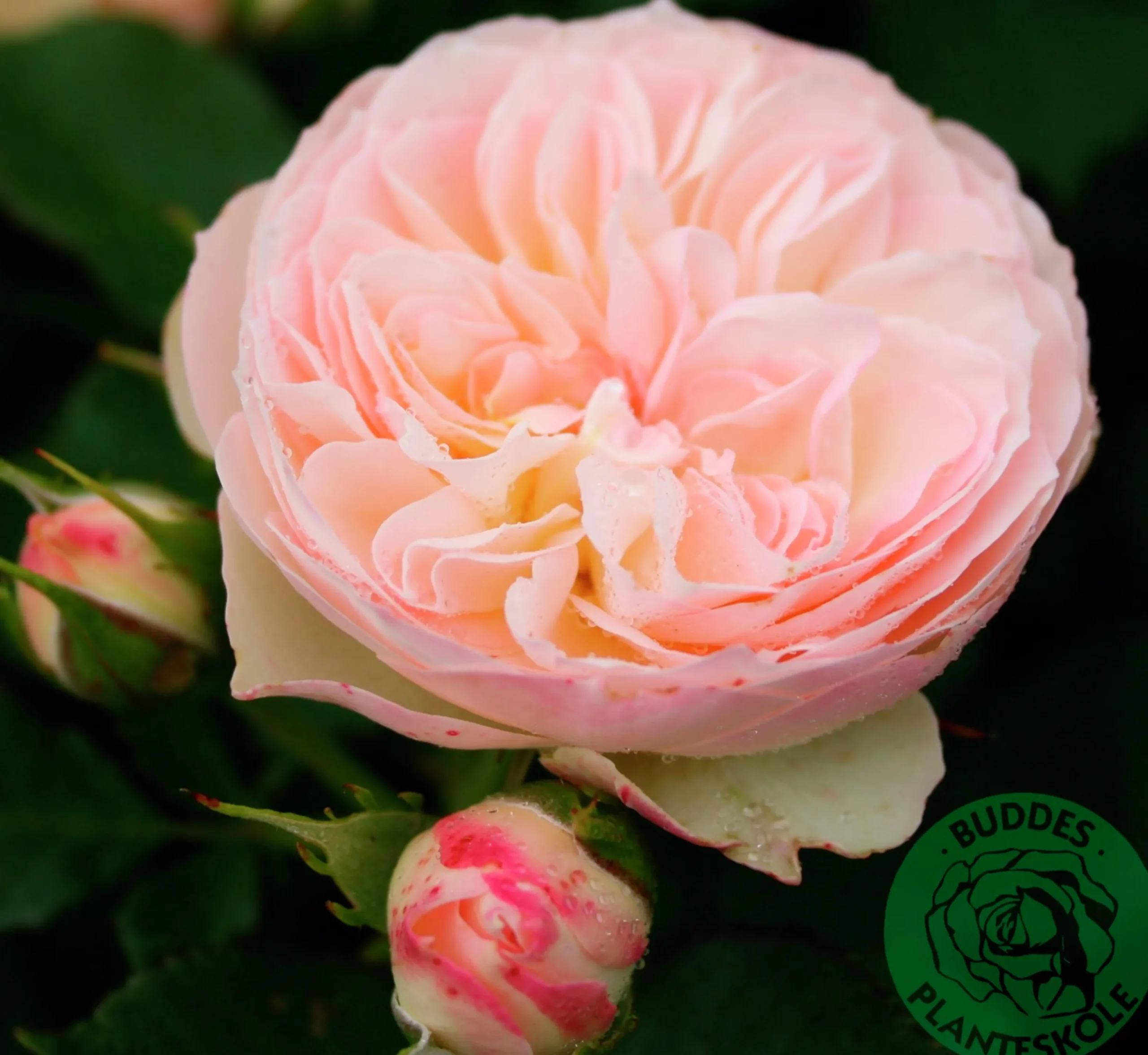 Rabattros 'Pastella' 'Tan98130' Barrotad>Omnia garden Online