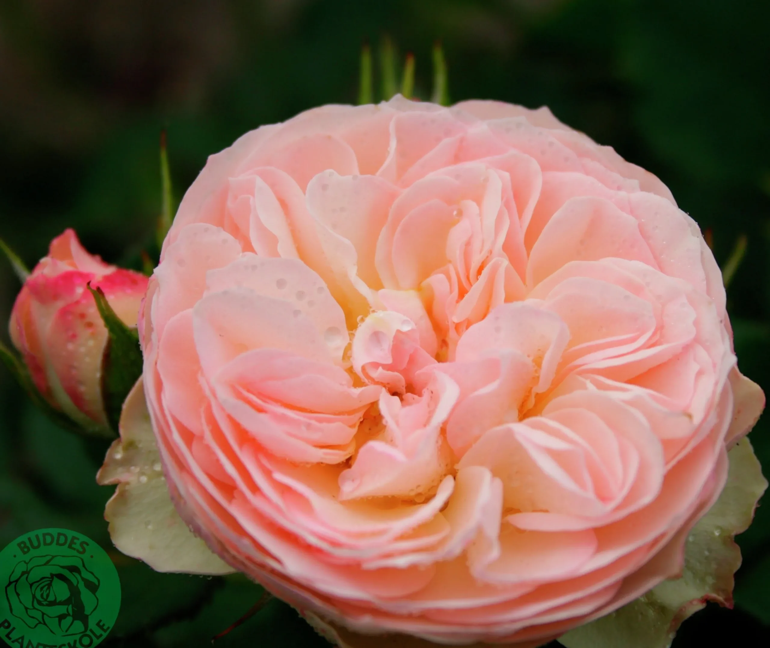 Rabattros 'Pastella' 'Tan98130' Barrotad>Omnia garden Online