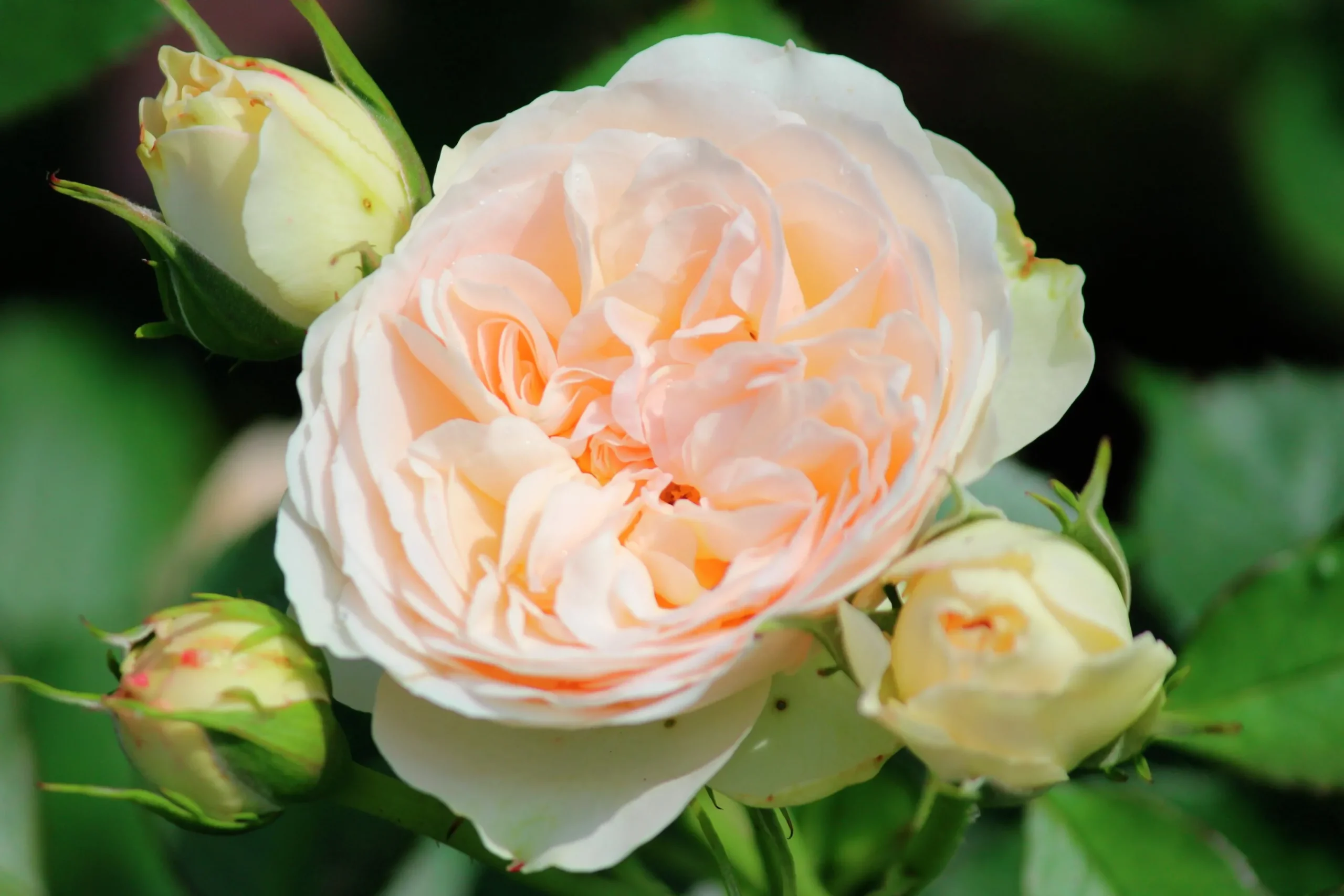 Rabattros 'Pastella' 'Tan98130' Barrotad>Omnia garden Online