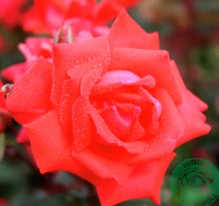 Rabattros 'Piccolo' 'Tanolokip' Barrotad>Omnia garden Clearance