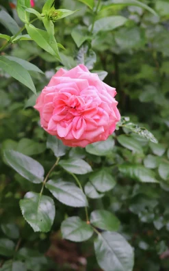 Rabattros 'Schackenborg' 'Pouldron' Barrotad><noscript><img width=