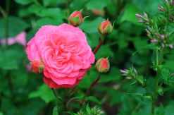 Rabattros 'Schackenborg' 'Pouldron' Barrotad><noscript><img width=