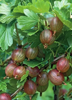 Röda Krusbär 'Hinnomäki'>Omnia garden Outlet