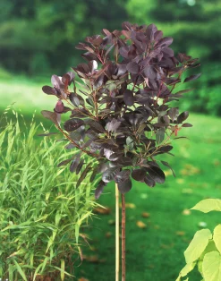 Rödbladig Perukbuske 'Royal Purple' Krukodlad>Omnia garden Online