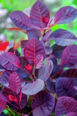 Rödbladig Perukbuske 'Royal Purple' Krukodlad><noscript><img width=