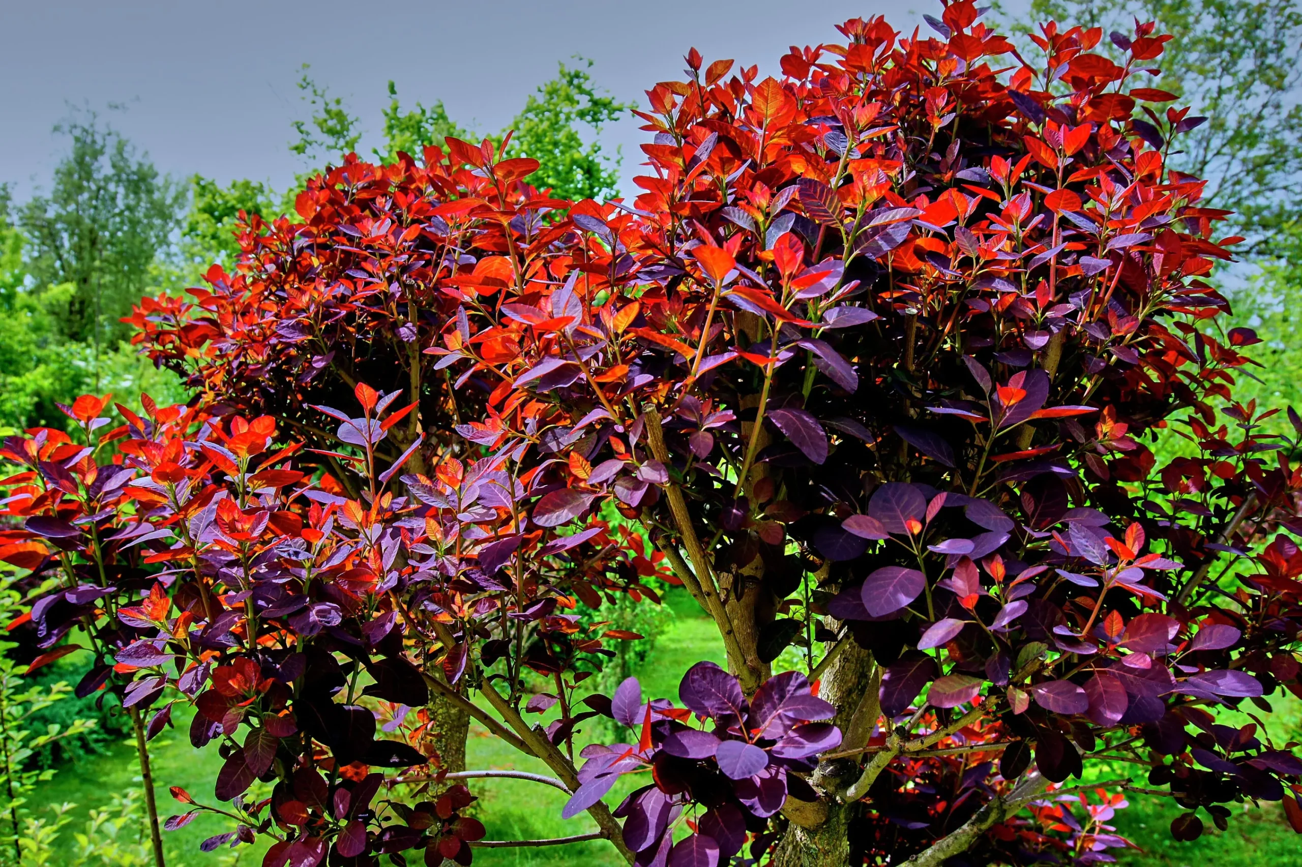 Rödbladig Perukbuske 'Royal Purple'>Omnia garden Clearance