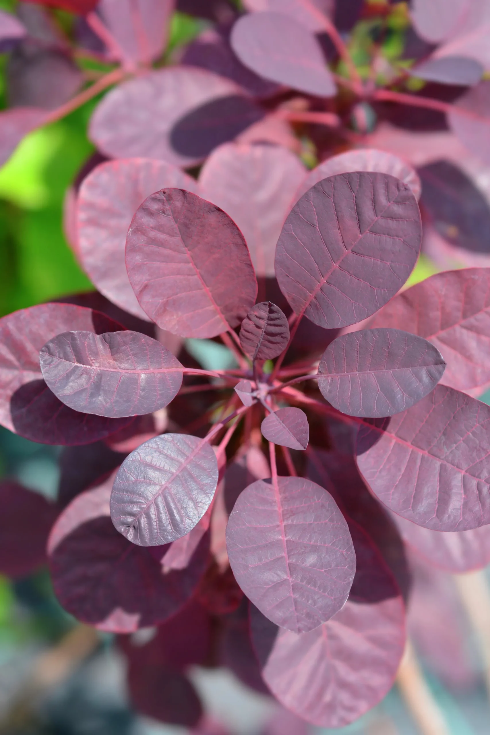 Rödbladig Perukbuske 'Royal Purple'>Omnia garden Clearance