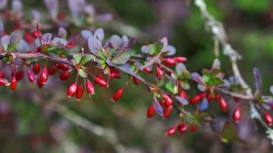 Röd häckberberis Krukodlad>Omnia garden Discount