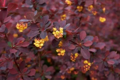 Röd häckberberis Krukodlad><noscript><img width=