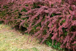 Röd häckberberis Krukodlad><noscript><img width=