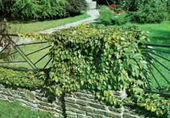 Rådhusvin 'Vetchii'>Omnia garden