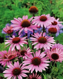 Röd solhatt 'Magnus' 2L>Omnia garden Online