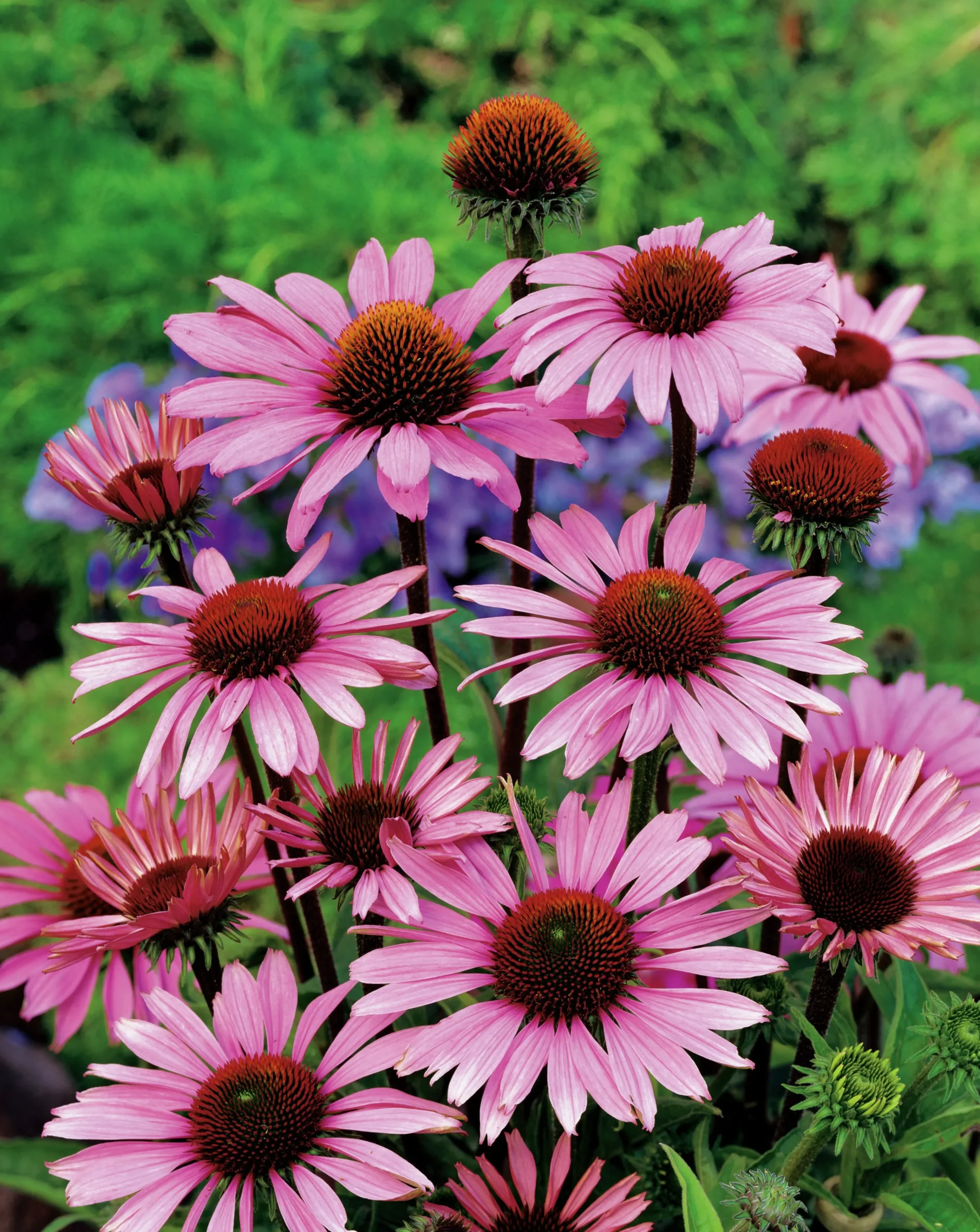 Röd solhatt 'Magnus' 2L>Omnia garden Online