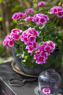 Årets Pelargon 2026 'Hilma'><noscript><img width=