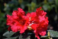 Revalpros 'Baden Baden'>Omnia garden Best