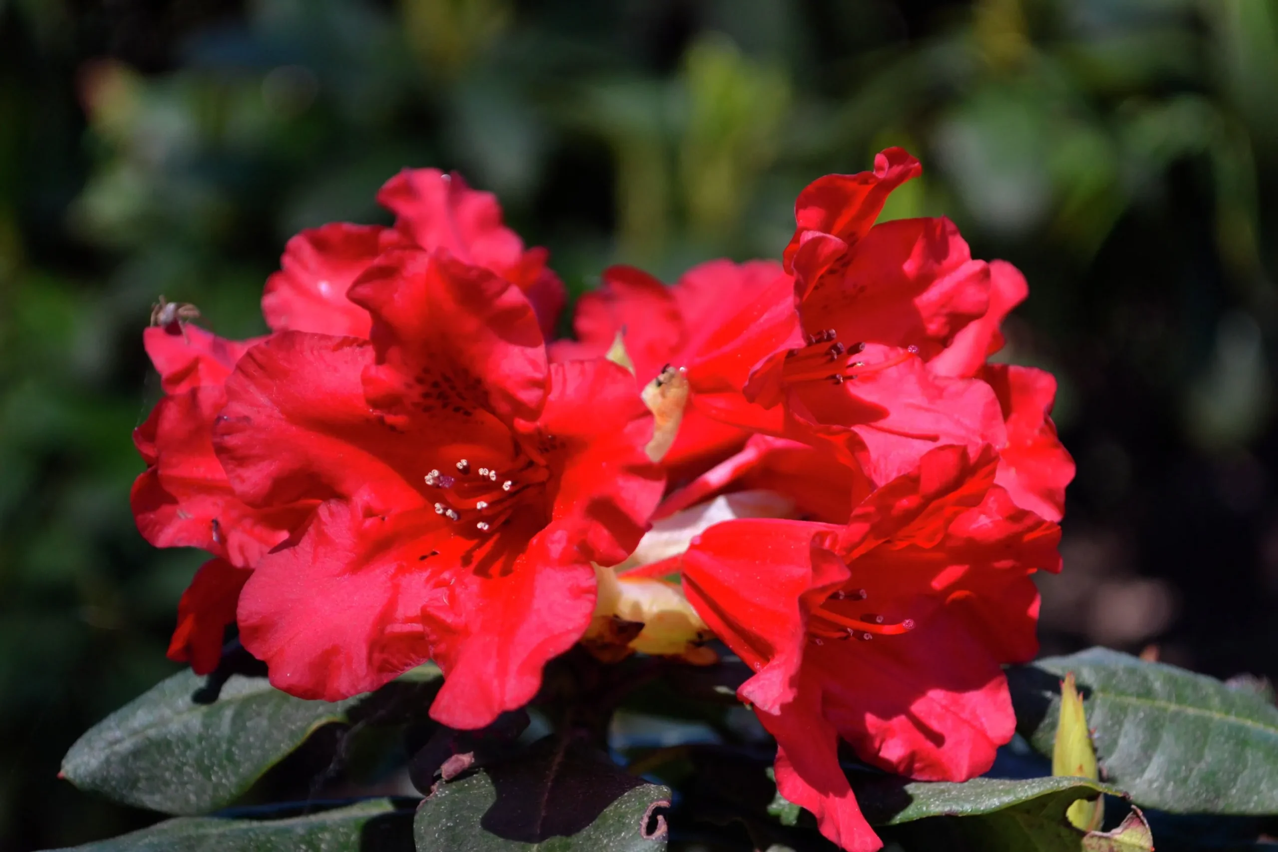 Revalpros 'Baden Baden'>Omnia garden Best