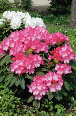 Rhododendron hybrid 'Fantastica'><noscript><img width=