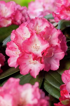 Rhododendron hybrid 'Fantastica'><noscript><img width=