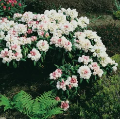 Rhododendron hybrid 'Koichiro Wada'>Omnia garden Discount
