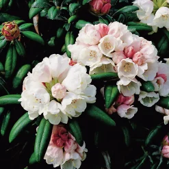 Rhododendron hybrid 'Koichiro Wada'><noscript><img width=