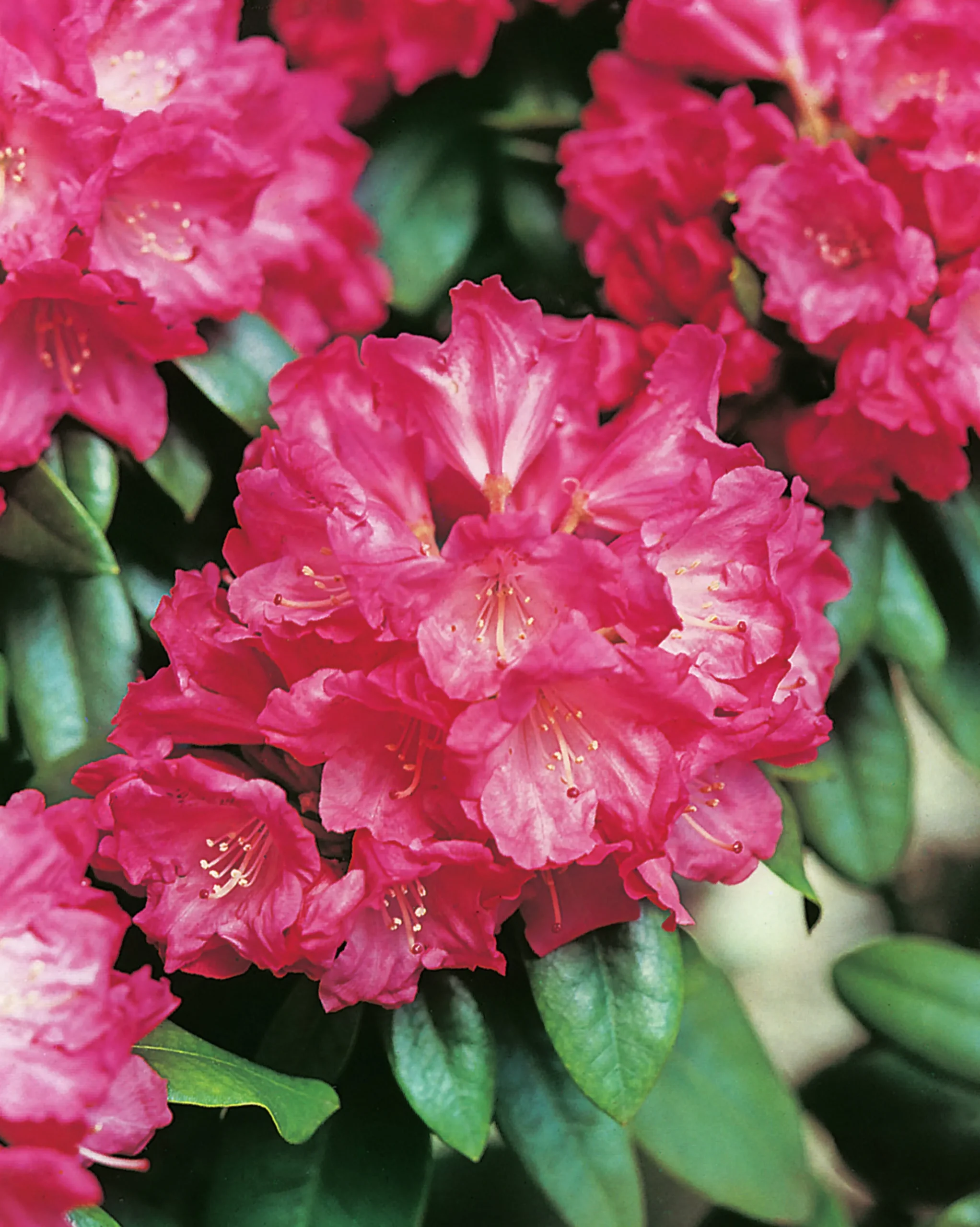 Rhododendron hybrid 'Morgonrot'>Omnia garden Sale