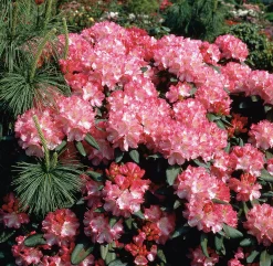 Rhododendron hybrid 'Morgonrot'>Omnia garden Sale