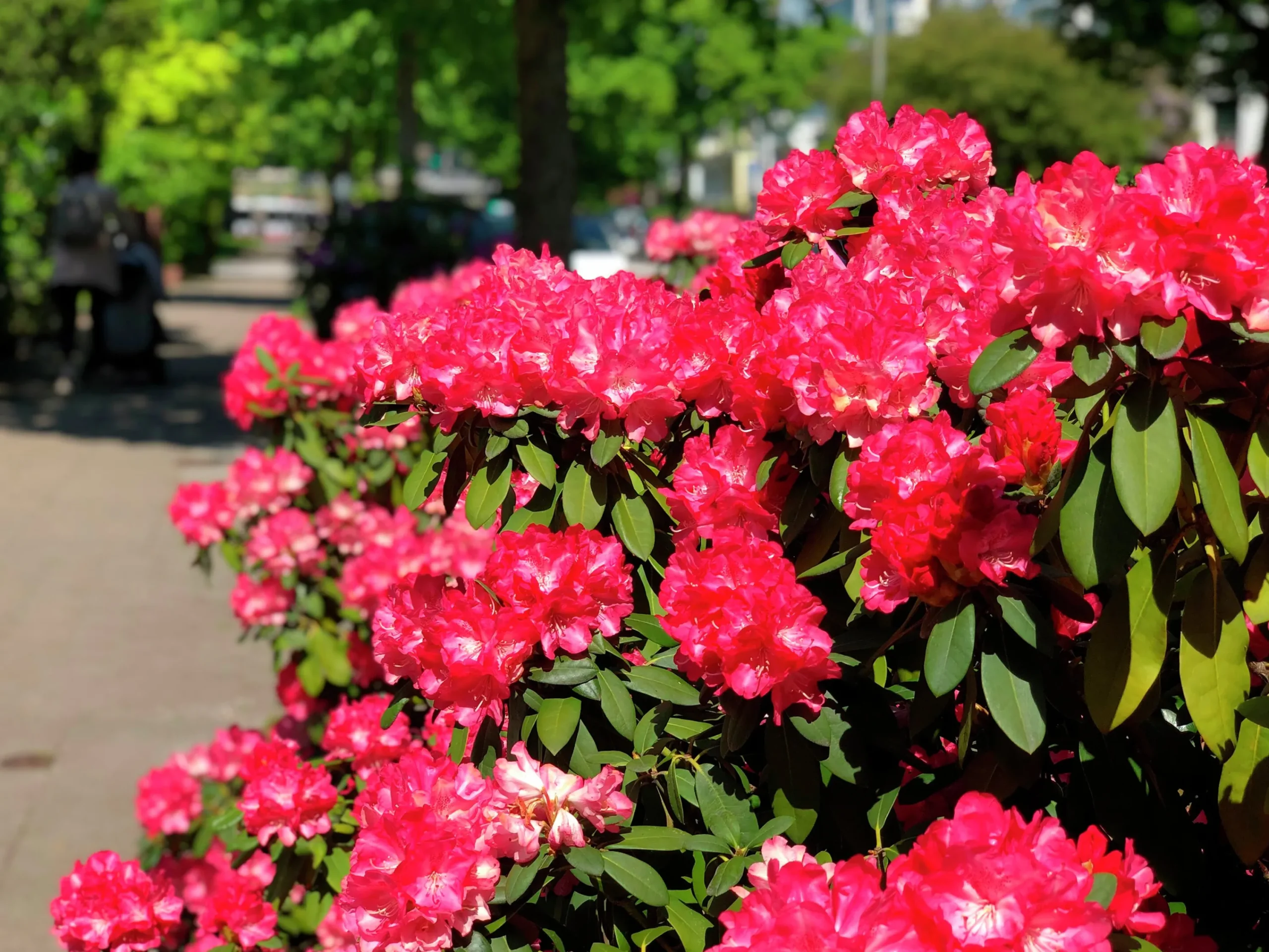 Rhododendron hybrid 'Morgonrot'>Omnia garden Sale