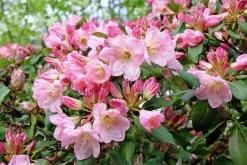 Rhododendron hybrid 'Percy Wiseman'>Omnia garden