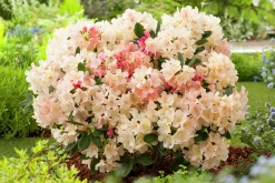 Rhododendron hybrid 'Percy Wiseman'><noscript><img width=