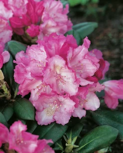 Rhododendron hybrid 'Polaris'>Omnia garden Hot