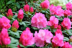 Rhododendron hybrid 'Polaris'><noscript><img width=