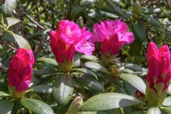 Rhododendron hybrid 'Polaris'><noscript><img width=