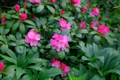 Rhododendron hybrid 'Polaris'><noscript><img width=