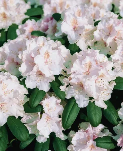 Rhododendron hybrid 'Schneekrone'>Omnia garden Online