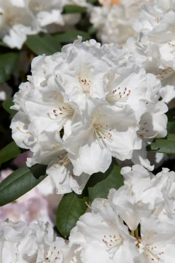 Rhododendron hybrid 'Schneekrone'>Omnia garden Online