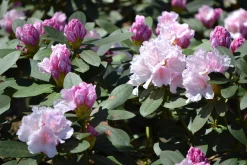 Rhododendron hybrid 'Schneekrone'><noscript><img width=
