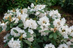Rhododendron hybrid 'Schneekrone'><noscript><img width=