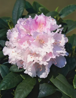 Rhododendron hybrid 'Silberwolke'><noscript><img width=