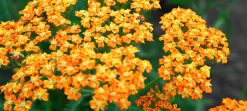 Röllika 'Terracotta'>Omnia garden