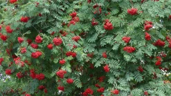Rönn Barrotad><noscript><img width=