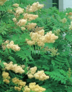 Rönnspirea 'Pia'>Omnia garden Best