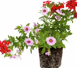 Romantic Garden Mixplantering>Mäster Grön Hot