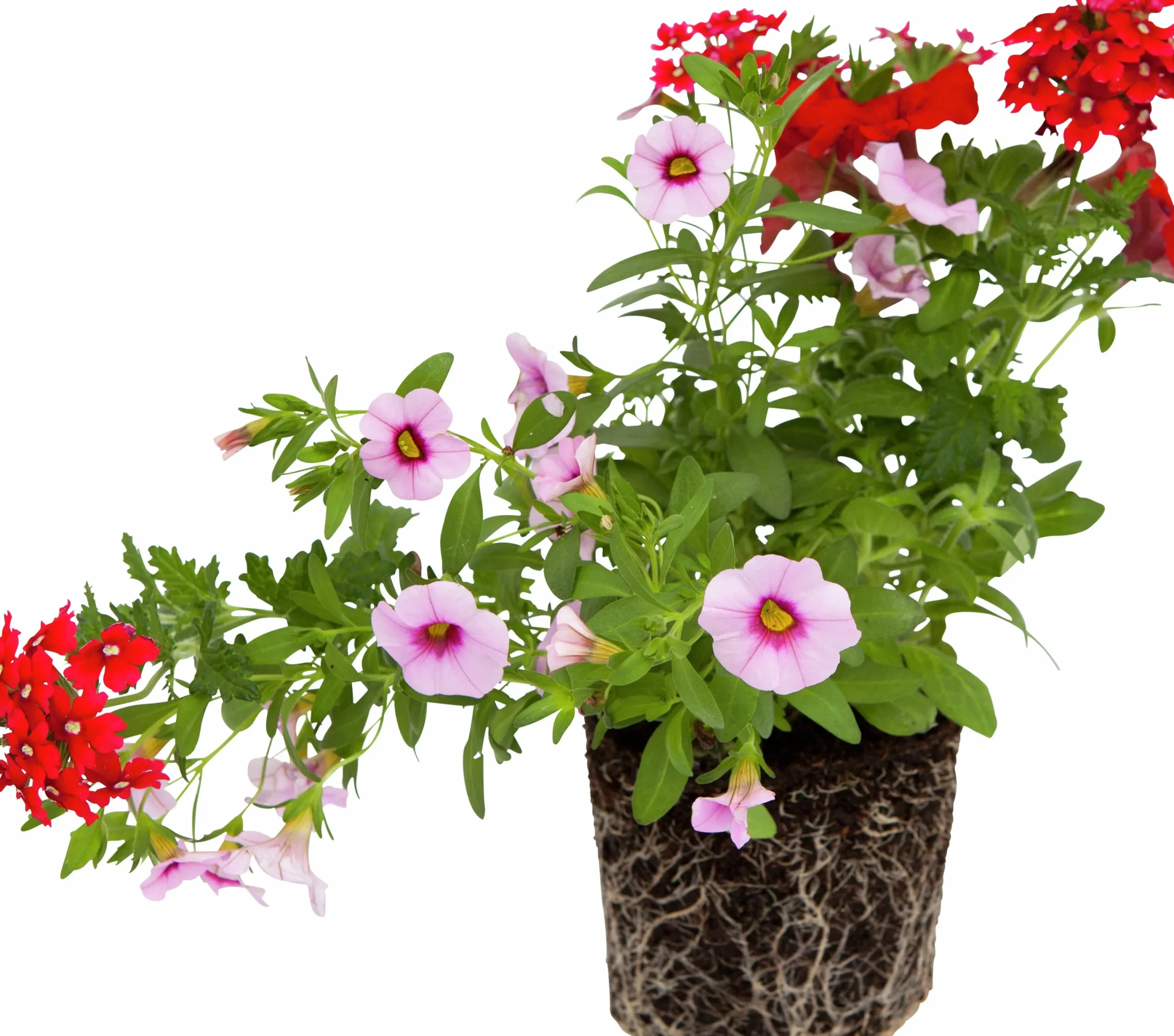 Romantic Garden Mixplantering>Mäster Grön Hot