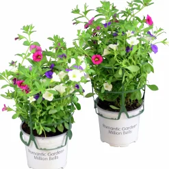 Romantic Garden Mixplantering>Mäster Grön Hot