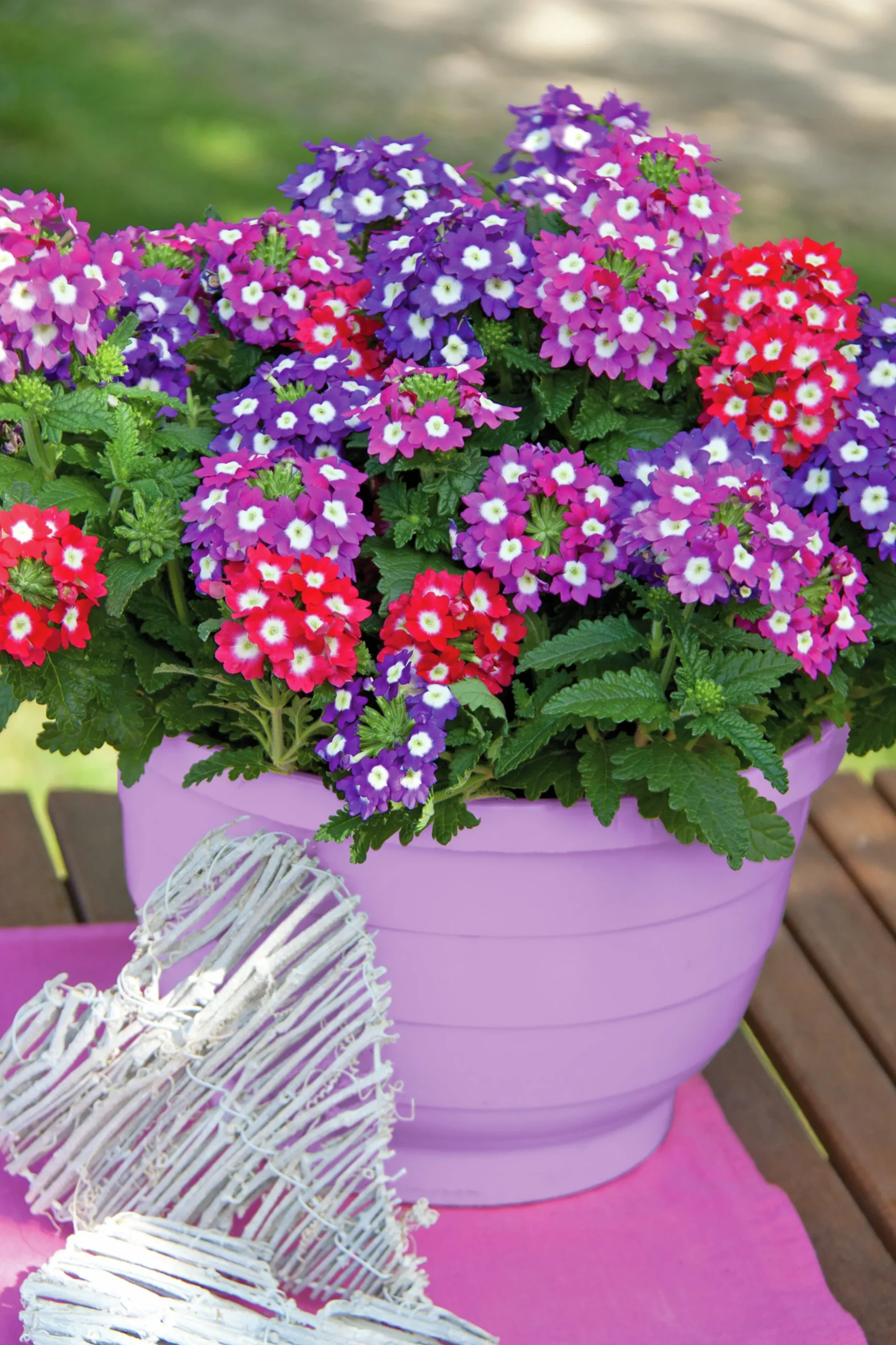 Romantic Garden Mixplantering>Mäster Grön Hot
