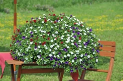 Romantic Garden Mixplantering><noscript><img width=