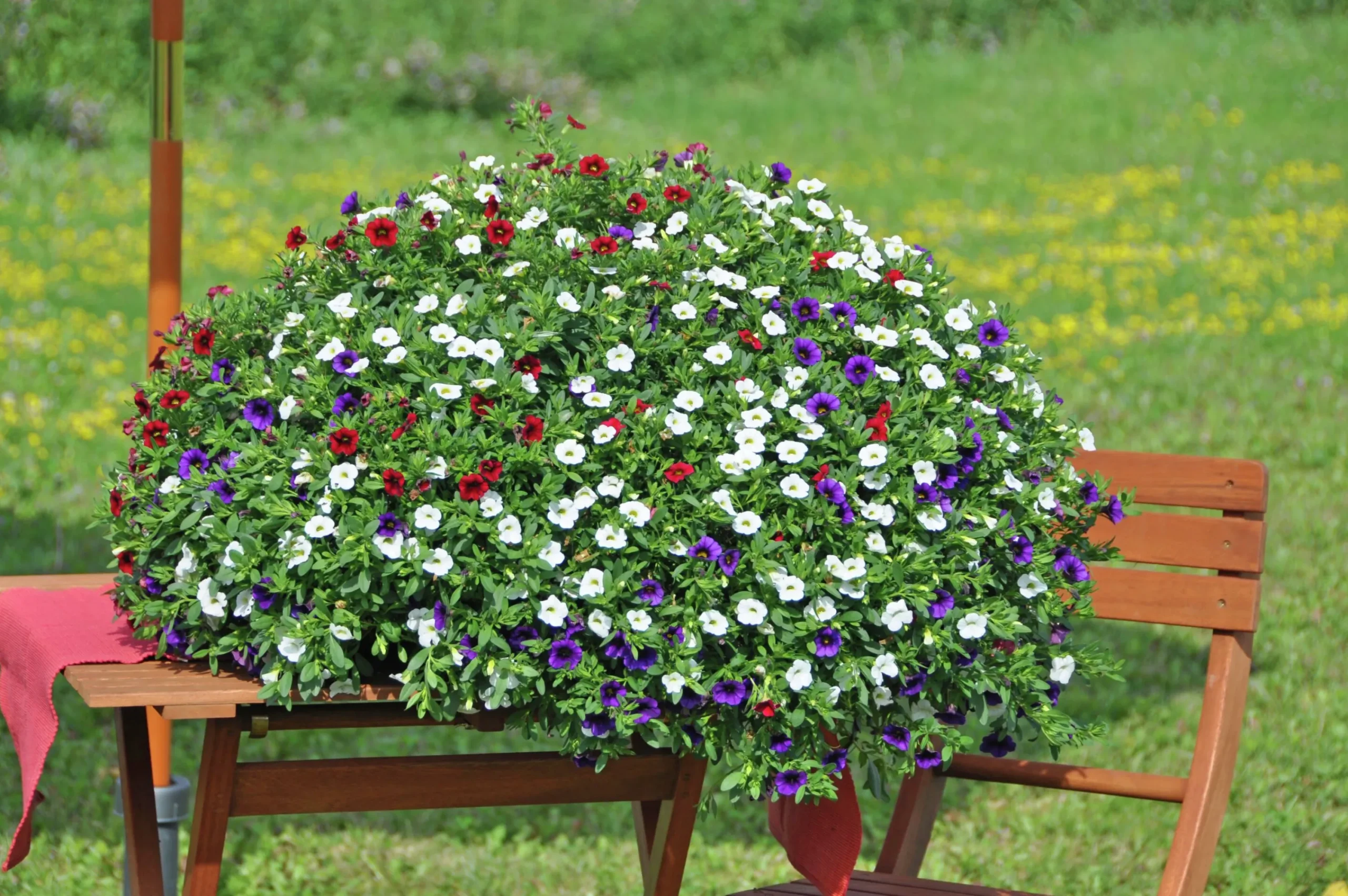 Romantic Garden Mixplantering>Mäster Grön Hot