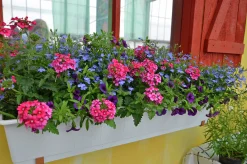 Romantic Garden Mixplantering><noscript><img width=