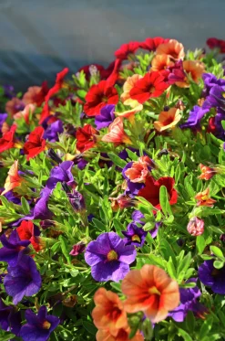 Romantic Garden Mixplantering><noscript><img width=